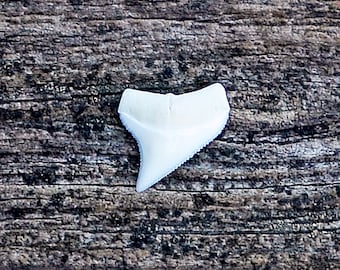 Shark Tooth Lapel Pin - Express Yourself!