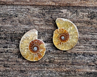 Genuine Fossilized Ammonite Cufflinks - Express Yourself!