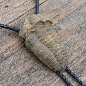 Genuine Trilobite Fossil Bolo Tie - Customizable Cord Color, Tips and Length - Ask About Gold Tips - Express Yourself!