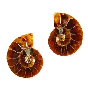 Genuine Fossilized Ammonite Cufflinks - Express Yourself!