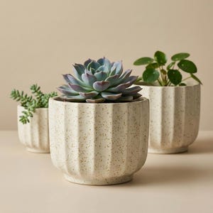Puede incluir: Tres macetas de cerámica con plantas. Las macetas son de color blanquecino con un acabado moteado y un diseño de costillas verticales. Una maceta contiene una suculenta azul-verdosa, otra tiene una pequeña planta verde y la tercera tiene una planta con hojas verdes redondas.