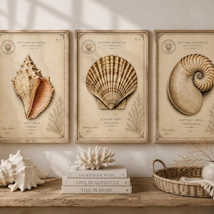 Könnte beinhalten: Drei rechteckige Wandbilder in Holzrahmen mit Illustrationen im Vintage-Stil von einer Flügelschnecke, einer Jakobsmuschel und einem Nautilus auf gealtertem Papierhintergrund mit dem Text Histoire Naturelle und den Namen der Muscheln.
