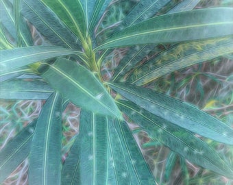 Modern, Botanical Fine Art, Plant Photography, Shades of Blue, Soft, Dreamy Photo