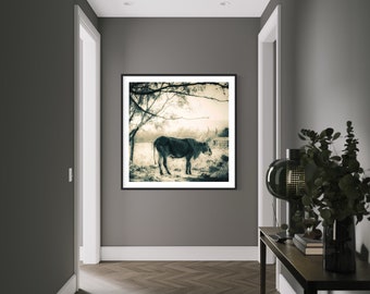 Texas Longhorn Wall Art Animal Photography Cow Print Farmhouse Decor Rustic Art