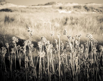 wall art, home decor, Coastal Art Seaside Botanical Fine Art Photography Tone On Tone Sepia Shabby Chic Wall Decor - Being Stalked