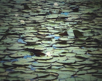 Lily pad, water lily, lotus flower, fine art photography