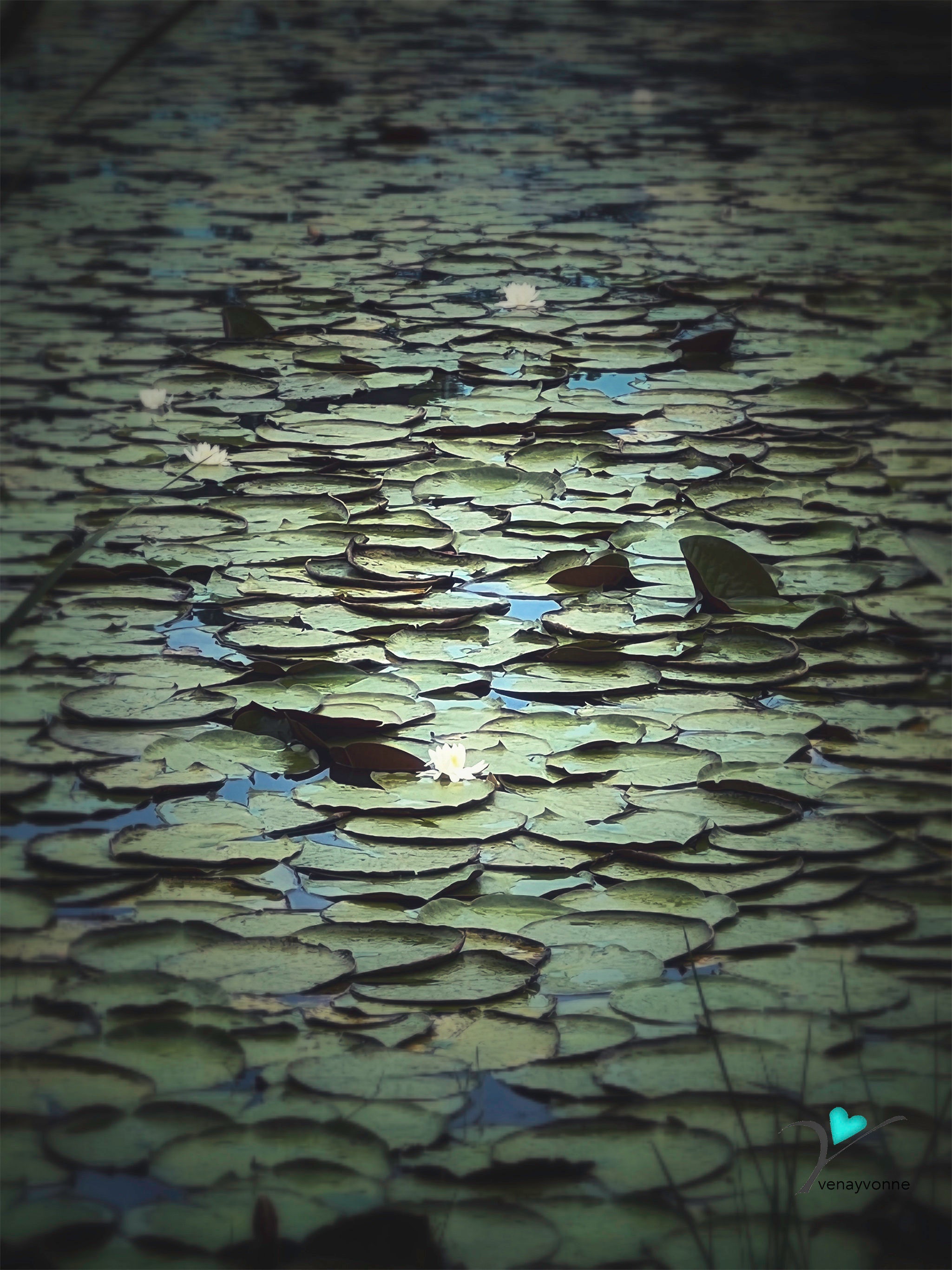 Lily pad, water lily, lotus flower, fine art photography
