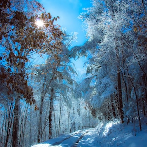 Snow, Tennessee Mountains, Ice Covered Trees, Sun Flare, Deep Blue Sky, Winter Fine Art Print image 1