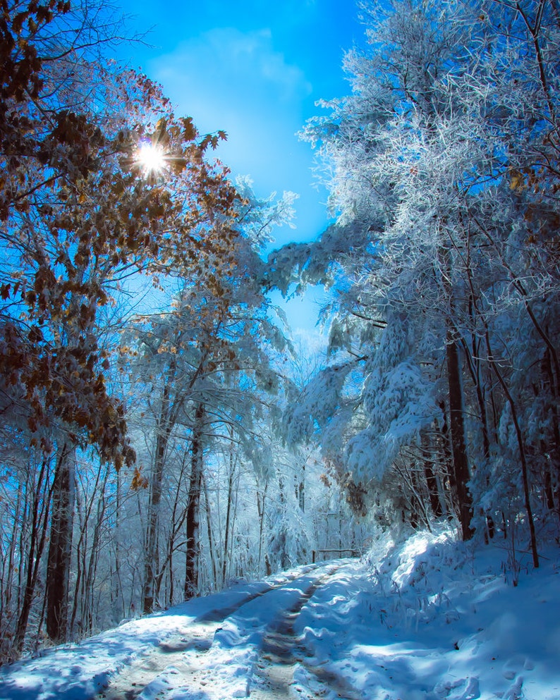 Snow, Tennessee Mountains, Ice Covered Trees, Sun Flare, Deep Blue Sky, Winter Fine Art Print image 1