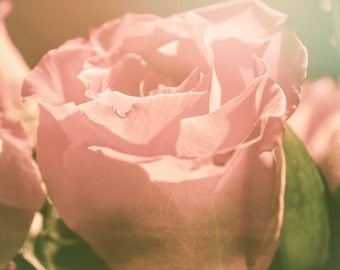 Vintage Pink Rose Photography, Botanical Print, Fine Art Rose, Wall Decor, Flower, Close-up Flower, Pink Petals - My Love