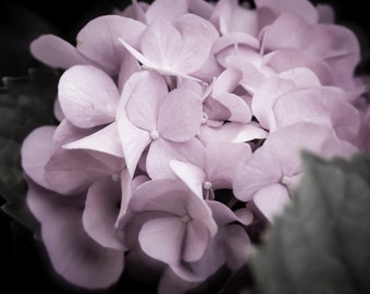 wall art, home decor, Floral Photography- soft pastel pink petals hydrangea flower - Pretty in PInk