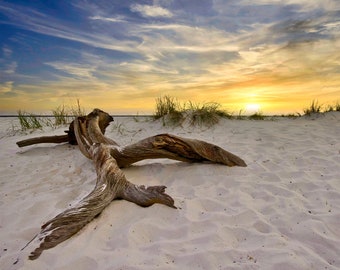 Coastal Photography-driftwood- Florida beach-beach sunset-white sand