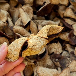 Op de afbeelding: Een enkel gedroogd, gekruld stukje citrusschil met een textuurrijke, lichtbruine buitenkant en een donkerbruine binnenkant, vastgehouden tegen een achtergrond van vele soortgelijke gedroogde citrusschil-stukjes in diverse tinten bruin en beige.