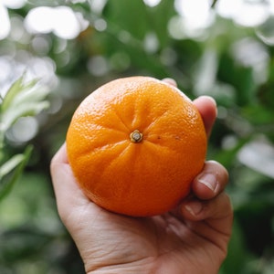 Tangerine All Natural Perfume Oil with Botanicals, Tangerine with Calendula Petals image 1