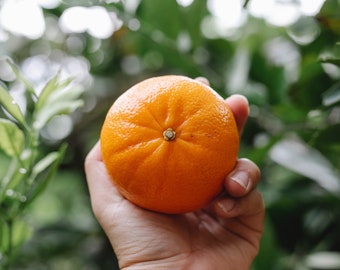 Tangerine All Natural Perfume Oil with Botanicals, Tangerine with Calendula Petals