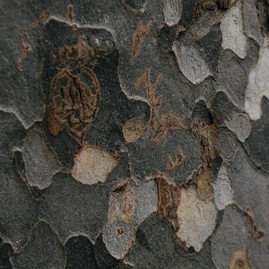 Rust Fragrance Oil for Men, Orange Citrus Clove Dirt Cologne