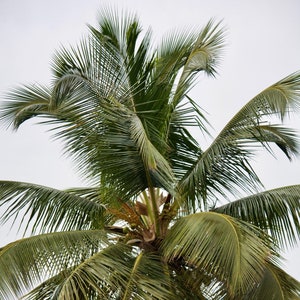 Coconut Perfume Oil, Roll On Perfume Tropical Fragrance