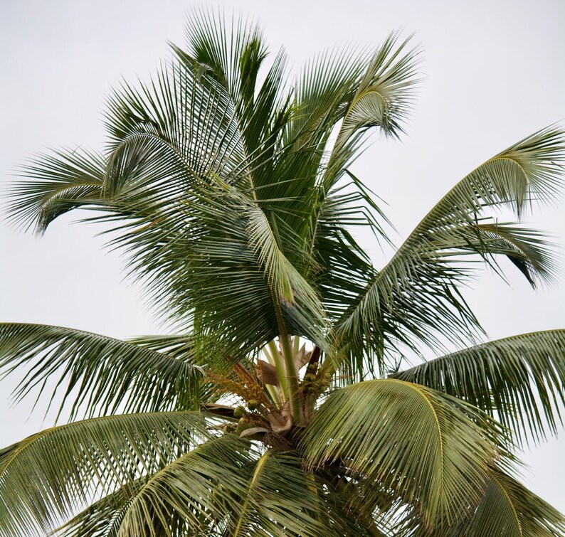 Puede incluir: Una palmera alta con hojas verdes contra un cielo blanco nublado.