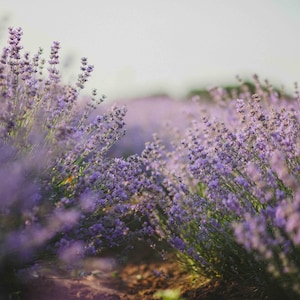 French Lavender All Natural Perfume Oil with Botanicals, French Lavender and Lavender Flower Buds