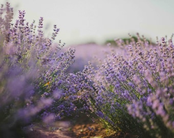 French Lavender All Natural Perfume Oil with Botanicals, French Lavender and Lavender Flower Buds