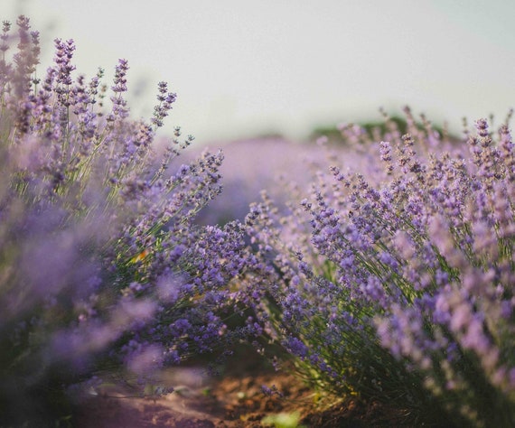 French Lavender Perfume Oil: All Natural Vegan Roller with Botanicals