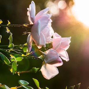 Rose All Natural Perfume Oil with Botanicals, Rose and Rose Petals image 1