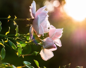 Rose geheel natuurlijke parfumolie met plantaardige ingrediënten, rozen- en rozenblaadjes