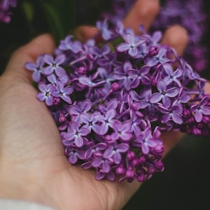 Bergamot Violet Perfume Oil, Roll On Perfume Earl Grey Tea Sweet Fragrance image 1