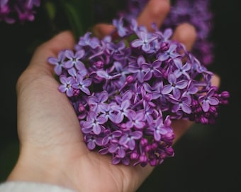 Aceite de perfume de bergamota y violeta, perfume en roll-on con fragancia dulce de té Earl Grey