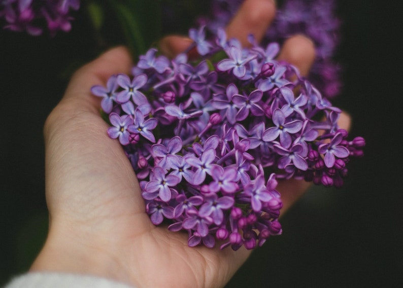 Bergamot Violet Perfume Oil, Roll On Perfume Earl Grey Tea Sweet Fragrance image 1