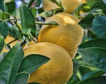 Bergamot Geheel natuurlijke parfumolie met plantaardige, bergamot- en kamillebloemen