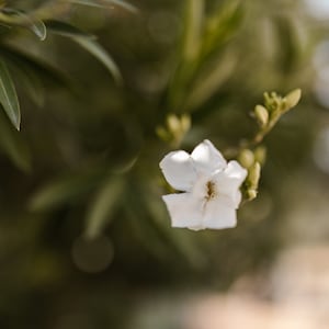 Sweet Island Perfume Oil, Roll On Perfume Beachy Tropical Fragrance