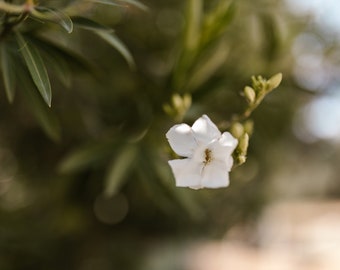 Huile de parfum Sweet Island, parfum à bille en rouleau Beachy Tropical Fragrance