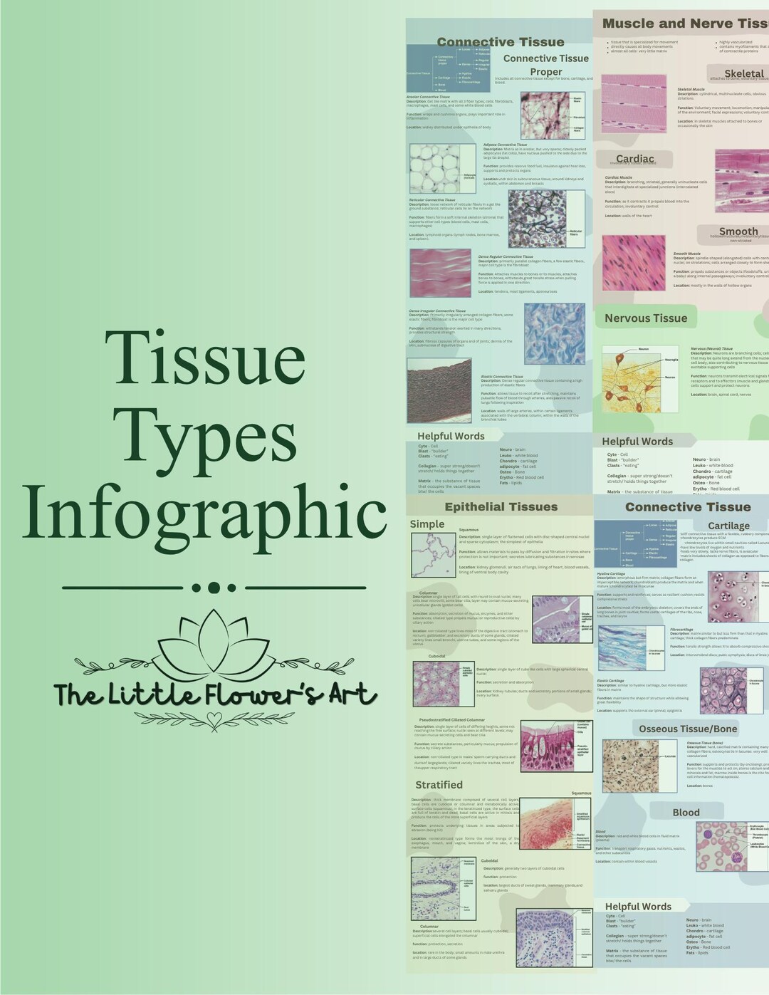 Tissue Types Graph Types of Tissues Infographics - Etsy