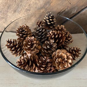 Hand Washed | Heat Treated Red Pine Cones | Clean Natural Pinecones for Crafts, Wreaths & Rustic Décor