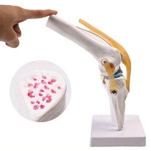 May include: An anatomical model of a human knee joint featuring white bone structures, a flexible yellow patellar ligament, and a blue meniscus. A circular inset shows a cross-section of bone tissue with porous white texture and red spots.