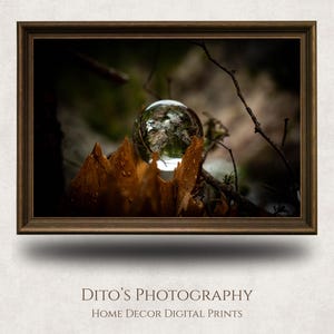 May include: A framed photograph showing a glass sphere on wood, reflecting a forest scene. The image highlights natural textures and colours. The brown frame surrounds the image, which is labelled "Dito's Photography, Home Decor Digital Prints."