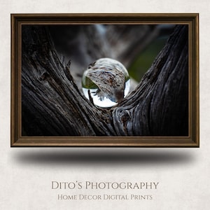 May include: A framed digital print showing a clear glass orb nestled in a weathered tree branch. The orb reflects the surrounding environment. The frame is brown. The text at the bottom reads "Dito's Photography Home Decor Digital Prints."
