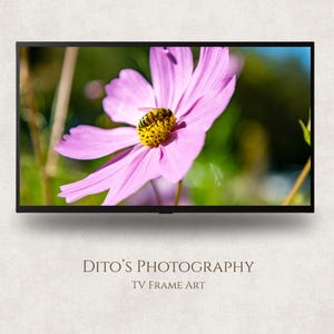 Op de afbeelding: Een close-up van een roze kosmosbloem met een geel centrum en een bij. De afbeelding wordt weergegeven op een zwart tv-scherm. De tekst "DITO'S PHOTOGRAPHY" en "TV FRAME ART" staat eronder.