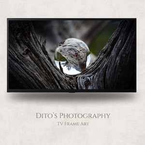 May include: A digital art print displayed on a black TV screen. The image shows a clear glass orb nestled within the textured, dark brown branches of a tree. The text "Dito's Photography TV Frame Art" is at the bottom.