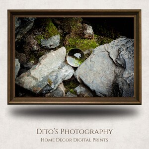 May include: A framed digital print showing a glass sphere on gray rocks and green moss. The artwork is in a dark brown frame, with the text "Dito's Photography Home Decor Digital Prints" at the bottom. A nature-themed print.