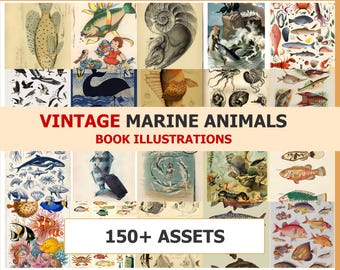 Puede incluir: Una colección de ilustraciones vintage de animales marinos. La imagen presenta varios dibujos coloridos de peces, ballenas y otras criaturas marinas. El texto en la imagen dice "VINTAGE MARINE ANIMALS BOOK ILLUSTRATIONS" y "150+ ASSETS".
