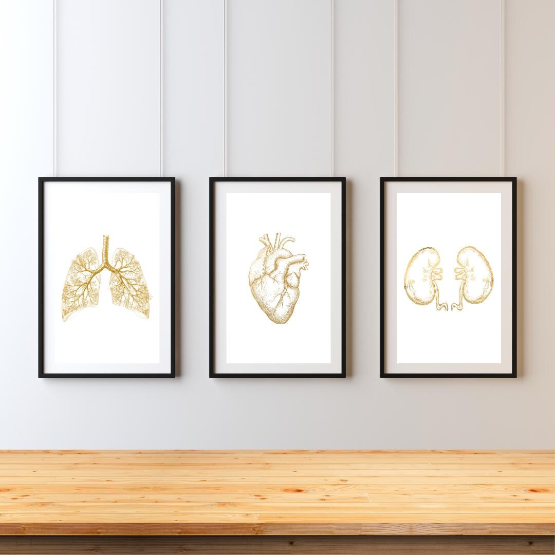 Gold Anatomy Print Set: Heart, Lungs, Kidneys Medical Wall Art (digital ...
