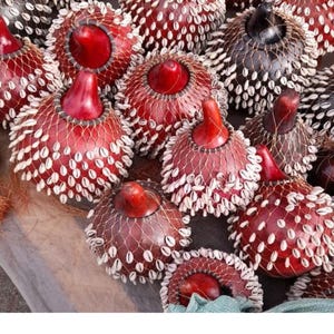 Handmade Gourd Shekere Rattle, Cowrie Shells, Tribal Percussion Instrument, African Music Décor