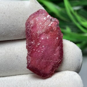 Puede incluir: Una piedra preciosa de rubí natural, en bruto. El rubí es de un color rojo intenso y rico, con una superficie ligeramente irregular. La piedra preciosa se sostiene en un guante blanco, con follaje verde en el fondo.