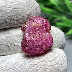 Puede incluir: Una gema de rubí en bruto sin cortar, sostenida en una mano enguantada de blanco. El rubí es de color rojo rosado intenso con una superficie rugosa y texturizada. La gema tiene forma irregular, con un área ligeramente más clara en un lado. Se ve follaje verde en el fondo.