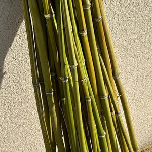150 cm - 30 of 100 bamboe plantensteunen - Franse bamboe voor tuin, planten, tomaten, doe-het-zelf, moestuin, plantensteunen