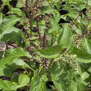 May include: A vibrant green basil plant featuring serrated leaves and tall, slender flowering stalks. The plant displays multiple stems with lush foliage and clusters of small, brownish-purple seed pods developing along the vertical flower spikes.