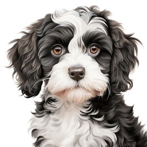 May include: A detailed illustration of a dog with a black and white coat. The dog has brown eyes, a black nose, and white fur around its muzzle. The fur is fluffy and wavy, giving the dog a soft appearance. The background is plain white.