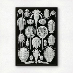 Puede incluir: Impresión en blanco y negro enmarcada que muestra ilustraciones detalladas de varios fósiles de trilobites. La obra de arte muestra una variedad de especies, con detalles y sombreados intrincados, sobre un fondo negro sólido. La impresión está encerrada en un marco negro.